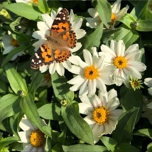 Meet your Posher, Syd